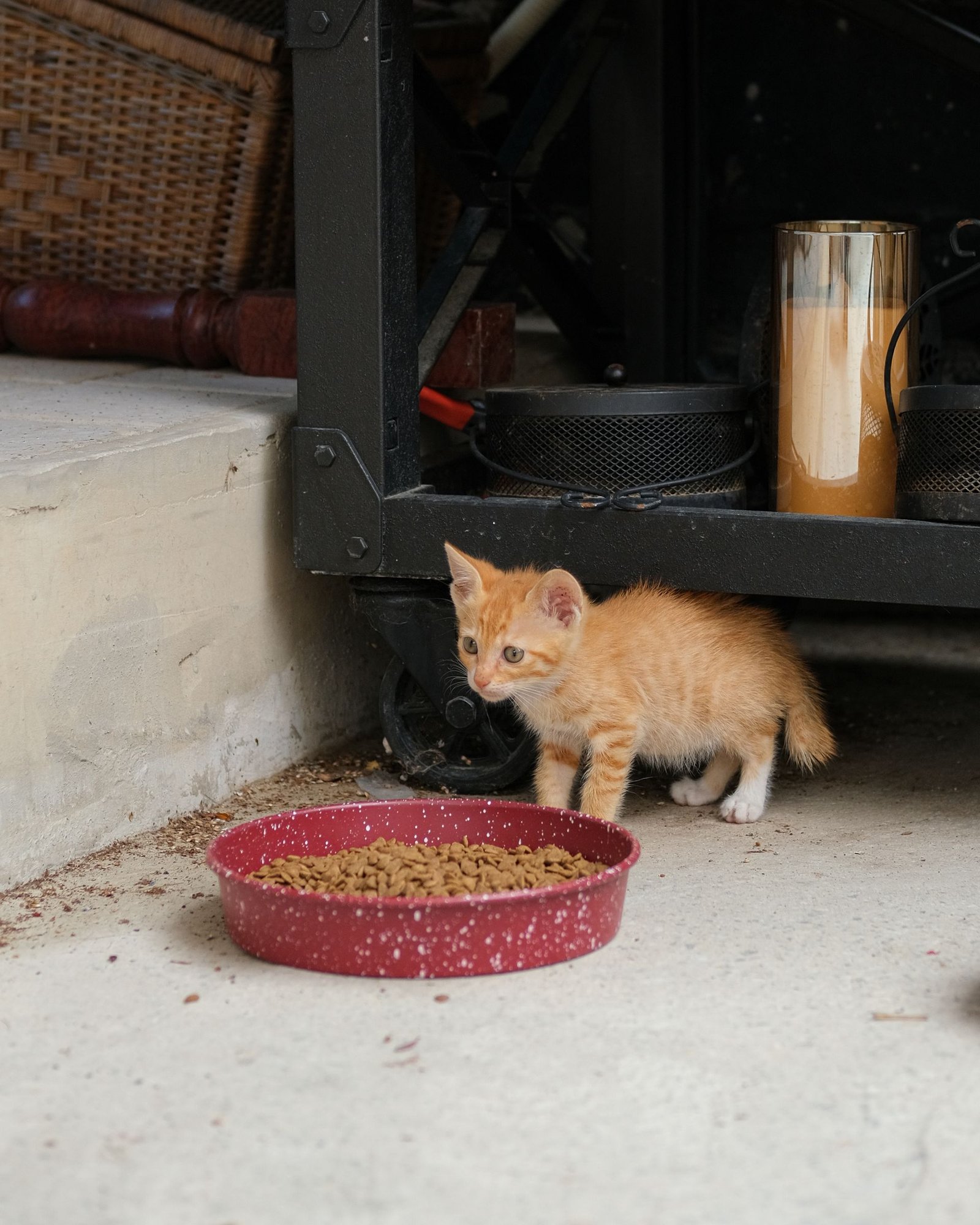 Adorable ginger kitten exploring indoors near a red food bowl