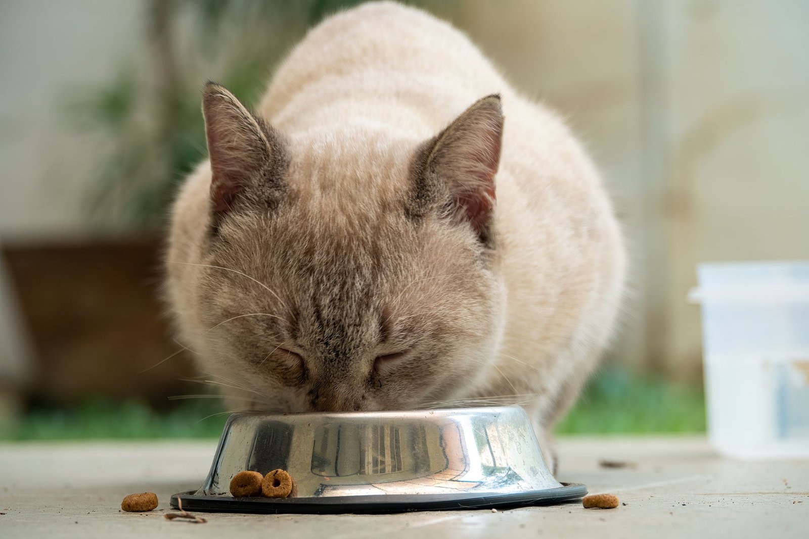 A Siamese cat enjoys a meal from a metal bowl outdoors