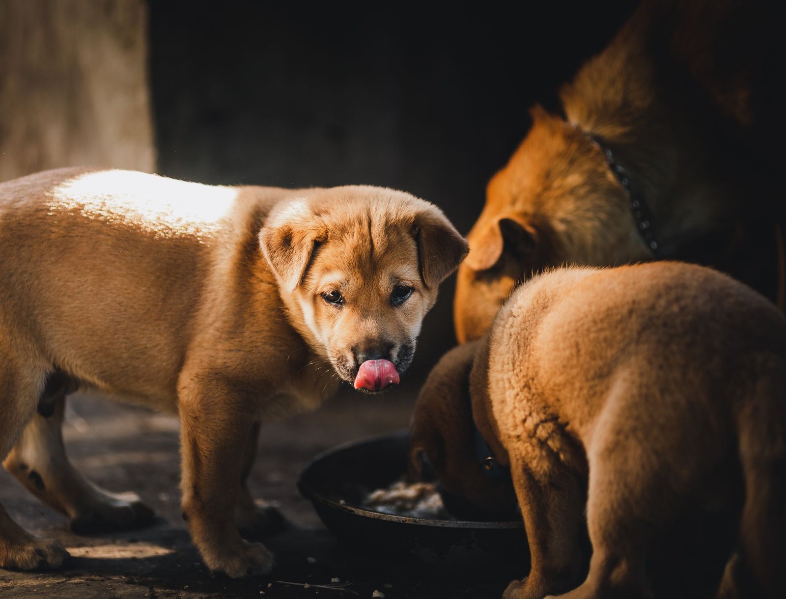 Three puppies enjoying a meal together in a warm setting