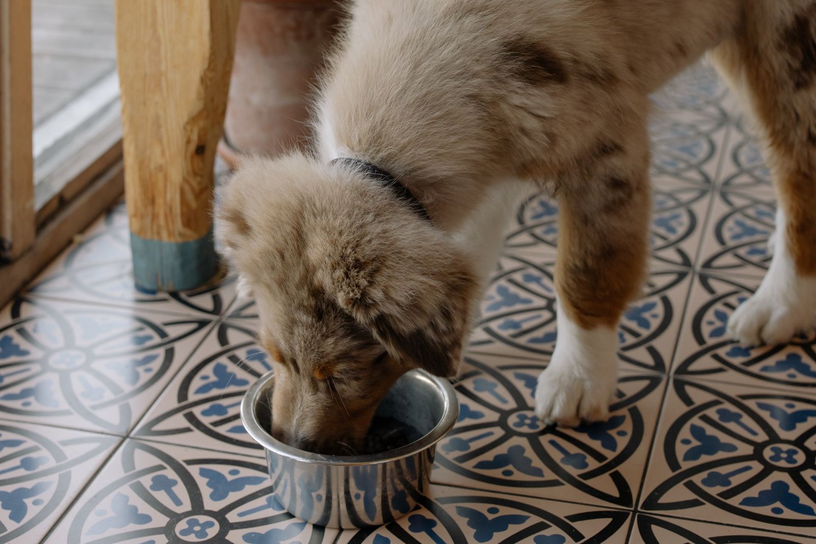 Adorable Australian Shepherd puppy enjoying meal from metal bowl