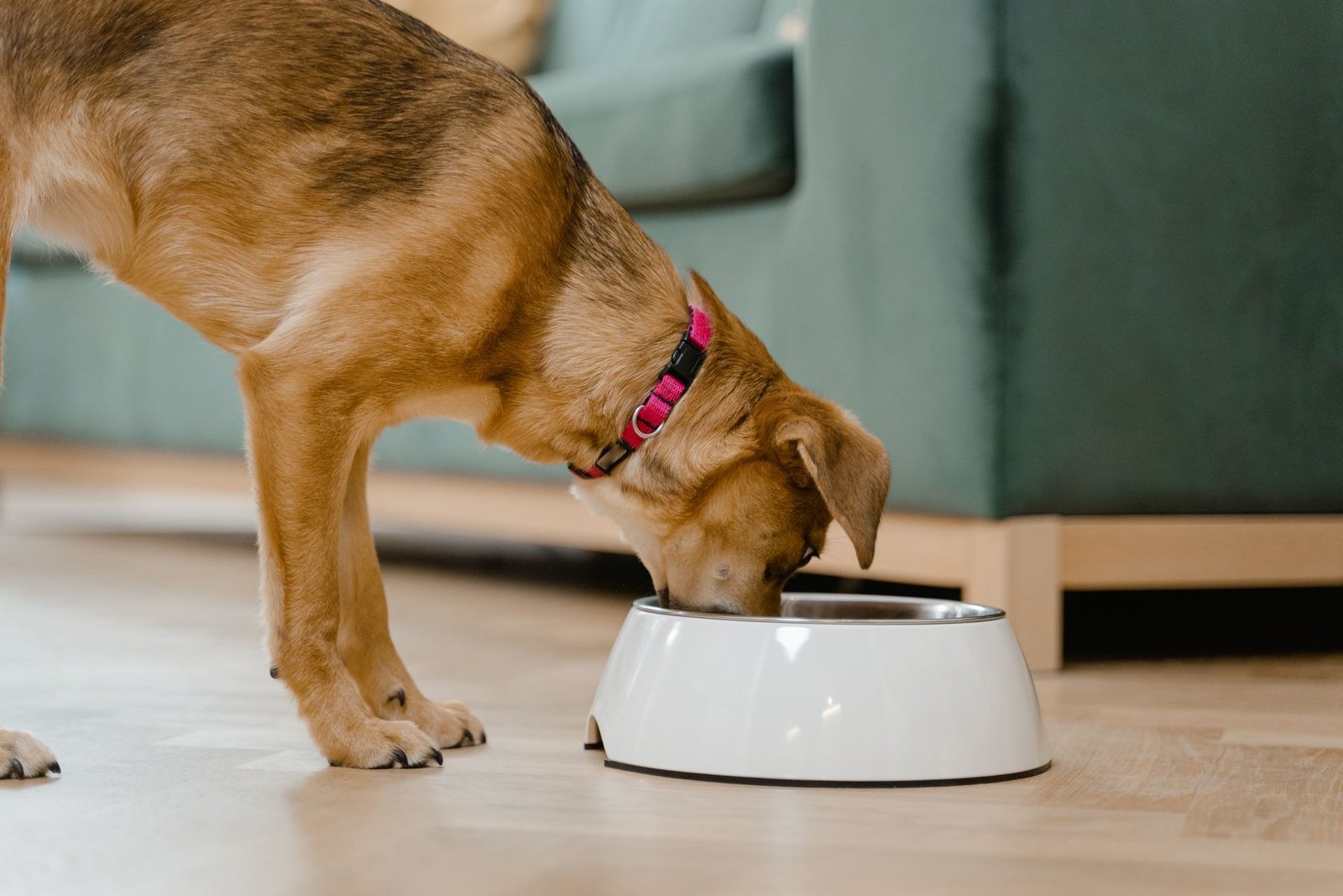 A domestic dog wearing a pink collar eats from a white bowl inside a home